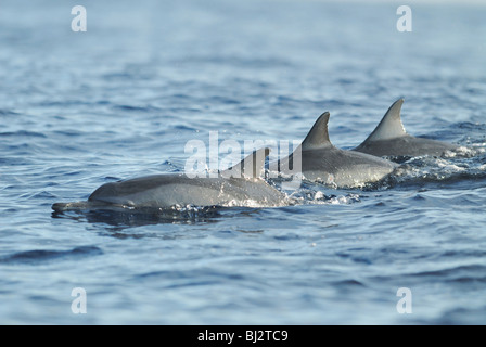 A pod of Indo-pacific Bottlenose Dolphins (Tursiops aduncus) in Lovina Bay, off the north coast of Bali, July 2007. Stock Photo