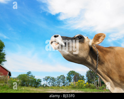 Cow with nose in the air Stock Photo