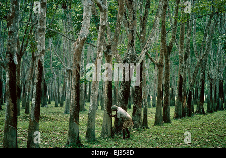 A woman farmer taps dripping resin from a rubber tree in a plantation on Pulau Langkawi Island, Malaysia. Stock Photo