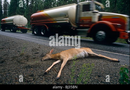 A young deer lies dead beside a busy highway on a road near Fairchild Air Force Base, Spokane, Washington State. Stock Photo
