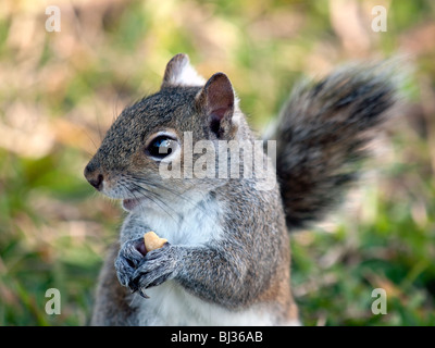 SCIURUS CAROLINENSIS OR EASTERN GRAY SQUIRREL EATING A STOLEN PEANUT ON THE INDIAN RIVER IN FLORIDA Stock Photo