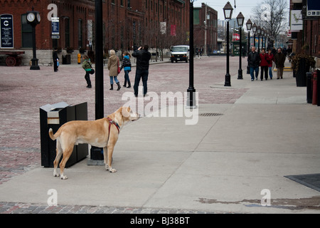 A goldern retriever waiting by a light pole on the side walk for his owner Stock Photo