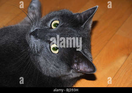 Russian Blue Cat laying on side looking up. Stock Photo