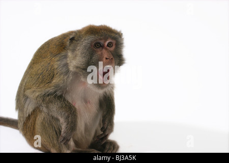 Rhesus Monkey photographed on white bacground Stock Photo