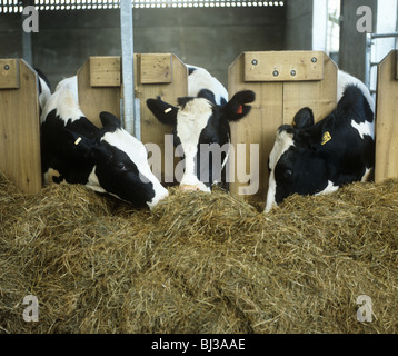 Three Holstein Friesian cows in modern cattle house feeding on silage through a tombstone system Stock Photo