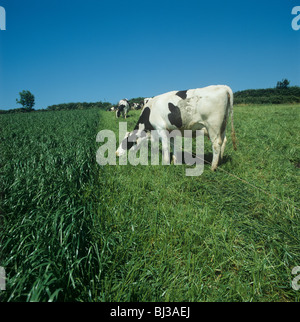 Holstein Friesian dairy cow grazing on lush grass divided by an electric fence, Devon, June Stock Photo