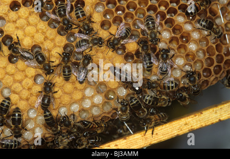 Honey bee (Apis mellifera) queen (white spot) and workers on hive brood cells Stock Photo