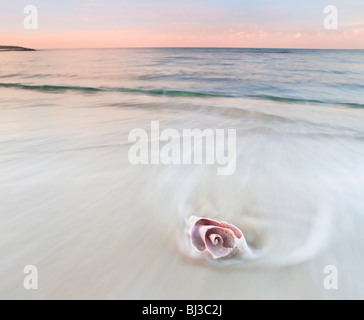 Pink conch shell on beach, blurred water Stock Photo