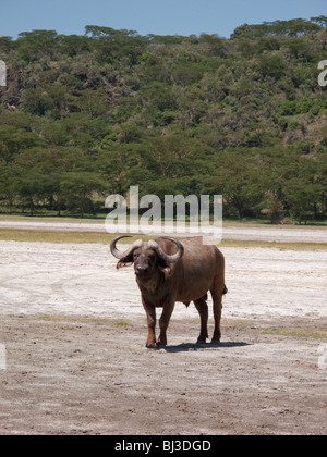 Buffalo standing Masai Mara Kenya  Africa Stock Photo