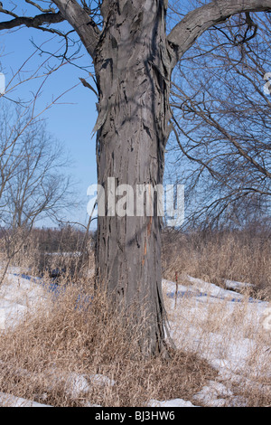 Shagbark Hickory Tree Carya ovata Eastern United States Stock Photo
