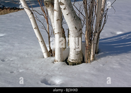 White Birch Tree Betula papyrifera Tree North America Stock Photo