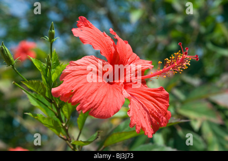 Red hibiscus flower (Hibiscus), island of Ko Lanta, Koh Lanta, Krabi, Thailand, Asia Stock Photo