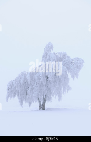 Larch covered with hoar frost and snow, Swabian Alb, Baden-Wuerttemberg, Germany, Europe Stock Photo