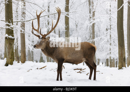 Red deer (Cervus elaphus) in winter, buck Stock Photo