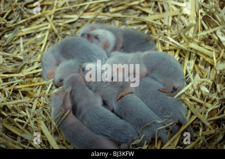 Western Polecat (Mustela putorius) one week old young on straw Stock Photo