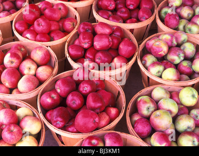 Variety of apples stored in baskets displayed in a farmer’s market, autumn in Lancaster County, Pennsylvania, USA Stock Photo