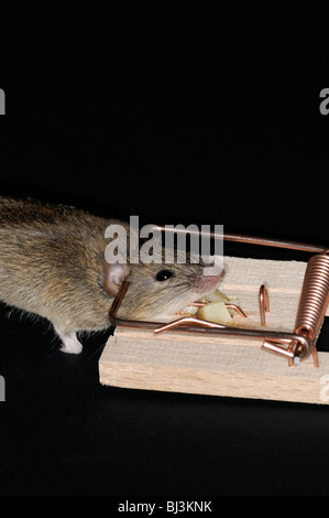 dead mouse caught in a spring mouse trap plain background cheese bait baited Stock Photo