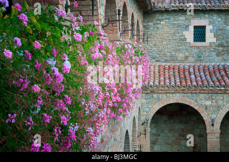 Begonia flowers on castle wall. Castello di Amorosa. Napa Valley, California. Property relased Stock Photo