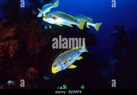 Yellow banded sweetlips. Plectorhinchus Lineatus. Grunts. Ocean fish. Komodo National Park Indonesia. Underwater photography. Stock Photo