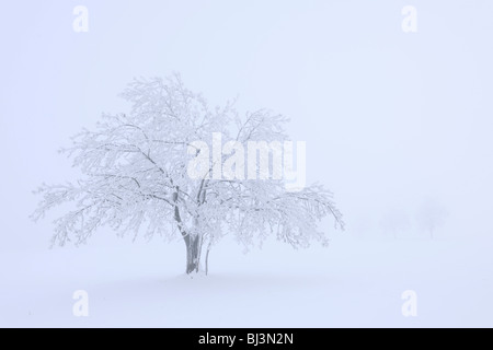 Tree covered with hoar frost and snow, Swabian Alb, Baden-Wuerttemberg, Germany, Europe Stock Photo