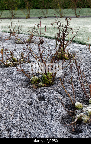 frost covered cover hoar rose flower bed winter garden  hard conditions Stock Photo