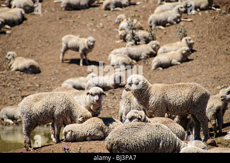 OUTBACK, Australia — Sheep graze on parched, barren land on a farm in drought-stricken rural Australia. The arid landscape, with its cracked earth and sparse vegetation, illustrates the harsh conditions faced by farmers and livestock in the Australian Outback during prolonged dry spells. Stock Photo