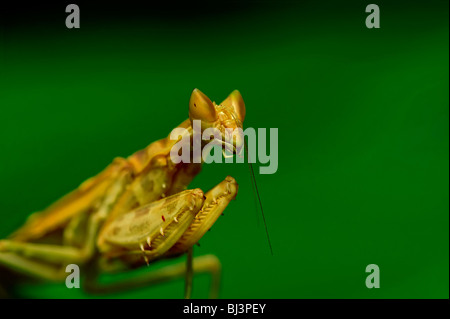 Insects of the jungle of Laos Stock Photo