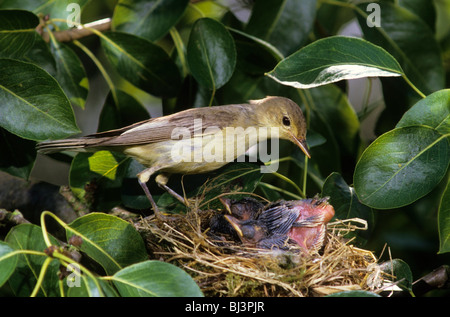 Icterine Warbler (Hippolais icterina), adult bird at the nest shortly before taking over a pack of feces from the young Stock Photo