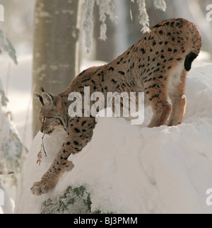 European lynx (Lynx lynx) in the snow