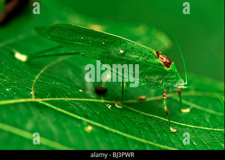 Grasshoper, Laos Stock Photo