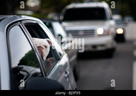 A bulldog looks and acts like a guard dog peering curiously out of a car window in traffic on a highway. Stock Photo