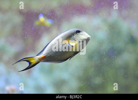 Sohal surgeonfish or sohal tang (Acanthurus sohal), Indo-Pacific Stock Photo