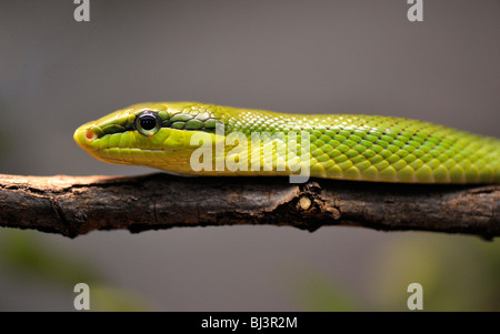 Red-tailed rattle snake (Gonyosoma oxycephala) Stock Photo