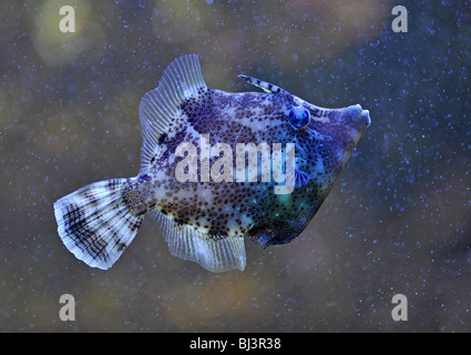 Fan-bellied filefish (Monacanthus chinensis), Pacific Ocean Stock Photo