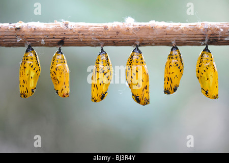 Paper Kite or the Rice Paper butterfly (Idea leuconoe), chrysalis Stock Photo