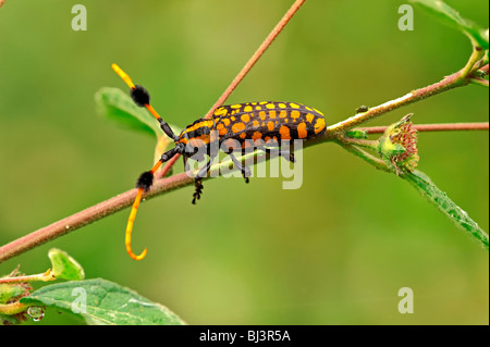Insects of the jungle of Laos Stock Photo