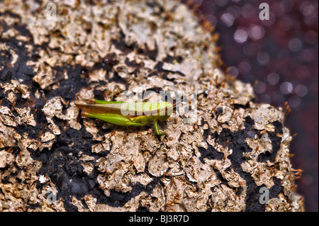 Grasshoper, Laos Stock Photo