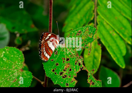 Insects of the jungle of Laos Stock Photo