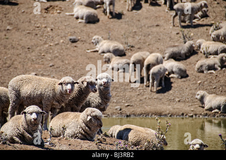 OUTBACK, Australia — Sheep graze on parched, barren land on a farm in drought-stricken rural Australia. The arid landscape, with its cracked earth and sparse vegetation, illustrates the harsh conditions faced by farmers and livestock in the Australian Outback during prolonged dry spells. Stock Photo