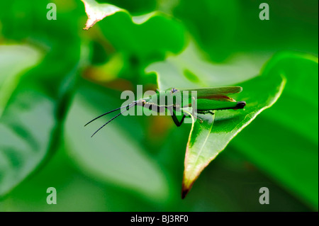 Grasshoper, Laos Stock Photo