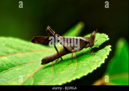 Grasshoper, Laos Stock Photo