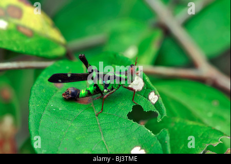 Grasshoper, Laos Stock Photo