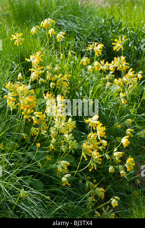 Cowslip / Primula veris going to seed in long grass - France. Stock Photo
