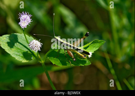 Grasshoper, Laos Stock Photo