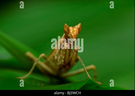 Insects of the jungle of Laos Stock Photo