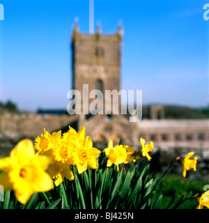 Daffodils in bloom at St. David's Cathedral, Pembrokeshire, Wales UK Great Britain KATHY DEWITT Stock Photo