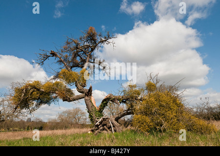 Old Apple tree snapped by Mistletoe growth - sud-Touraine, France. Stock Photo