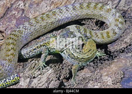 Smooth Snake (Coronella austriaca) constricting a Common or Viviparous Lizard (Zootoca vivipara). Stock Photo