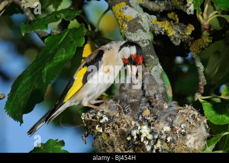 Goldfinch, European Goldfinch (Carduelis carduelis) Stock Photo