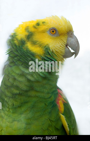Yellow-headed Amazon Parrot (Amazona ochrocephala tresmariae). Stock Photo